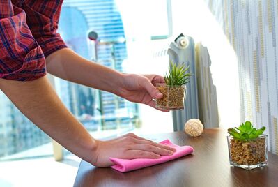 Someone lifting up a plant and wiping down a surface