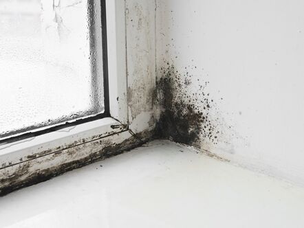 damp and mold in the wall next to window