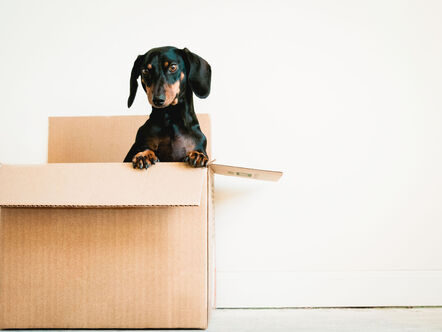 Small sausage dog in a box